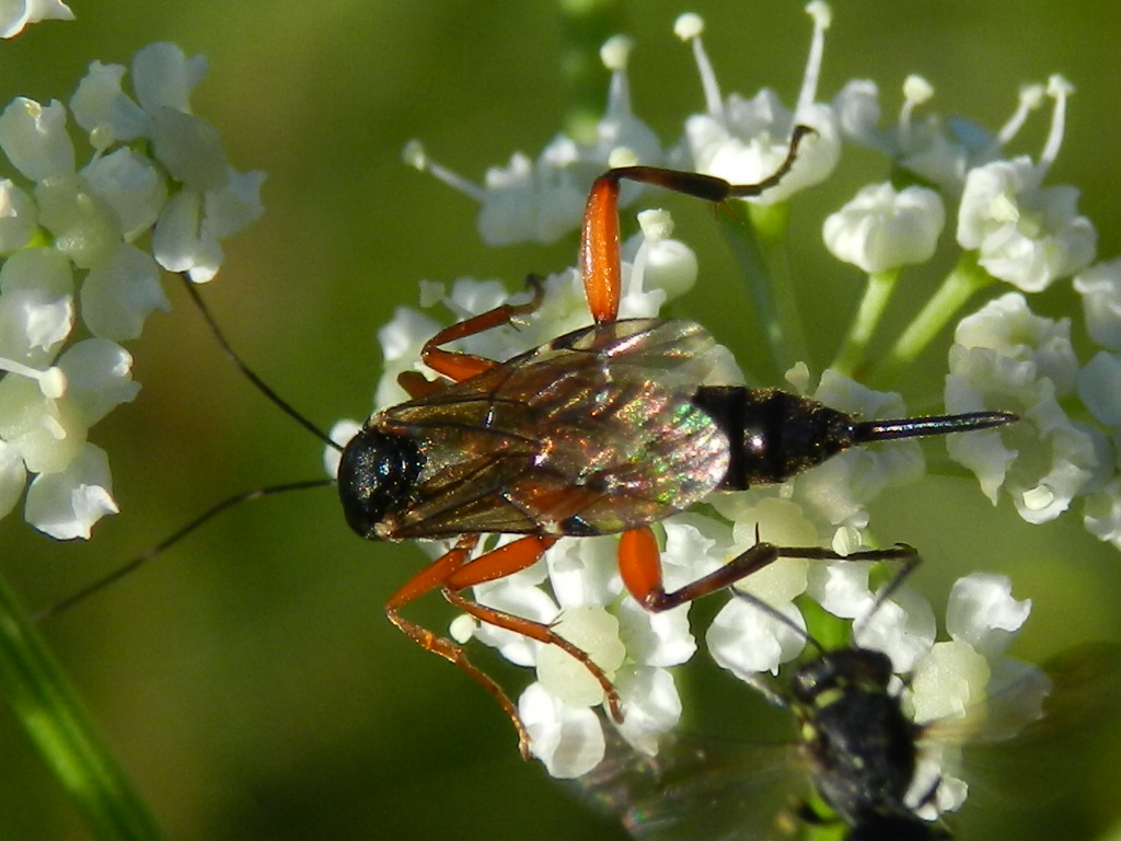 Ichneumonidae (Pimplinae?)